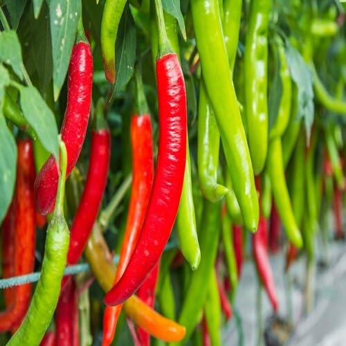Red Chilli Pepper Seeds – Heirloom, Non-GMO, High Germination Organic Garden Seeds Planting