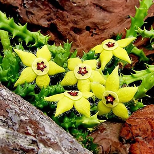 Yellow Stapelia Flower Seeds Heirloom Non-GMO High Germination Organic Garden Seeds