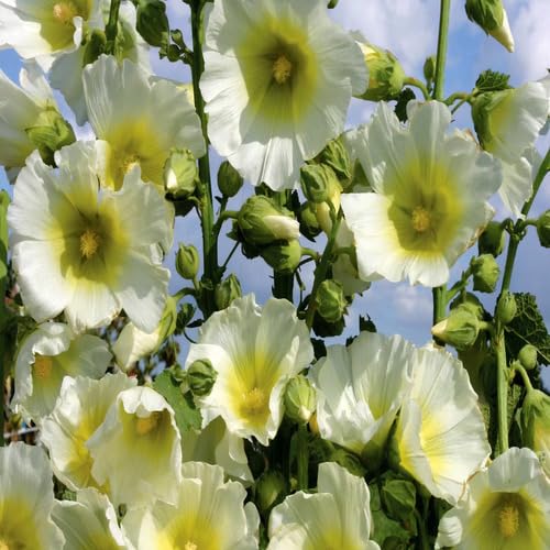 White Yellow Hollyhock Flower Seeds – Heirloom Non-GMO High Germination Organic Garden Seeds