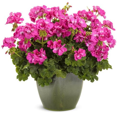 pink pelargonium flower seeds
