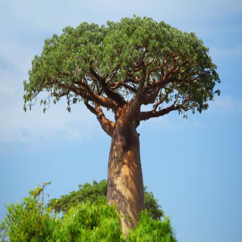 green baobab flower seeds