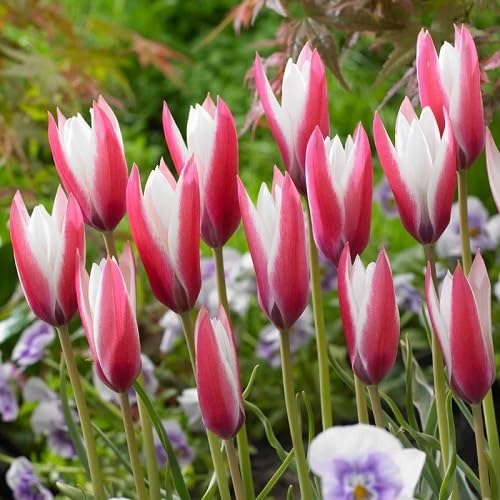 Pink White Tulips Flower Seeds for Planting – Heirloom, Non-GMO, High Germination