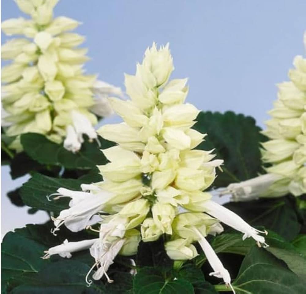 White Sage herb seeds