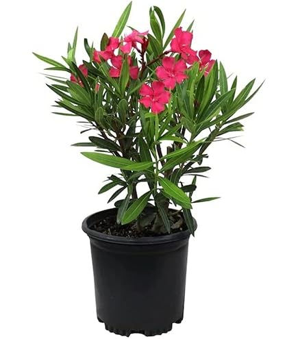 Rote Cuphea Blumensamen zum Pflanzen – Erbstück, gentechnikfrei, hohe Keimrate Bio-Gartensamen