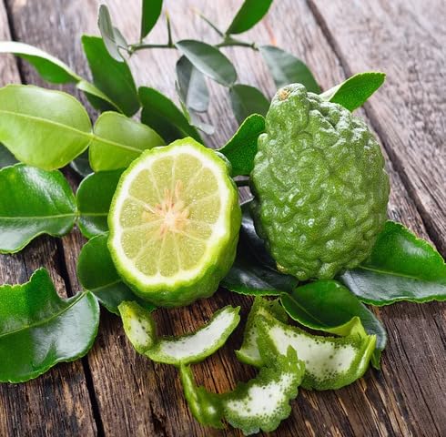 Green Kaffir Lime Seeds – Heirloom, Non-GMO, High Germination Organic Garden Seeds