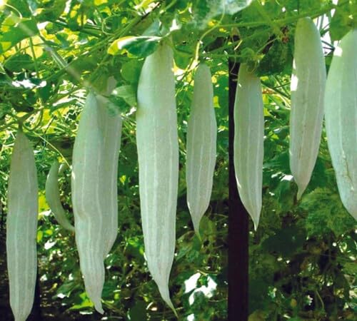 Grüne Schlangengurken-Samen – Erbstück, gentechnikfrei, hohe Keimrate Bio-Gartensamen zur Pflanzung