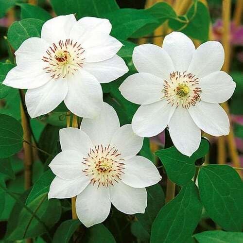 whiteclematisflowerheirloomnongmo flower seeds