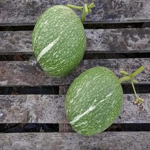 Green Chilacayote Seeds – Heirloom, Non-GMO, High Germination Organic Garden Seeds Planting