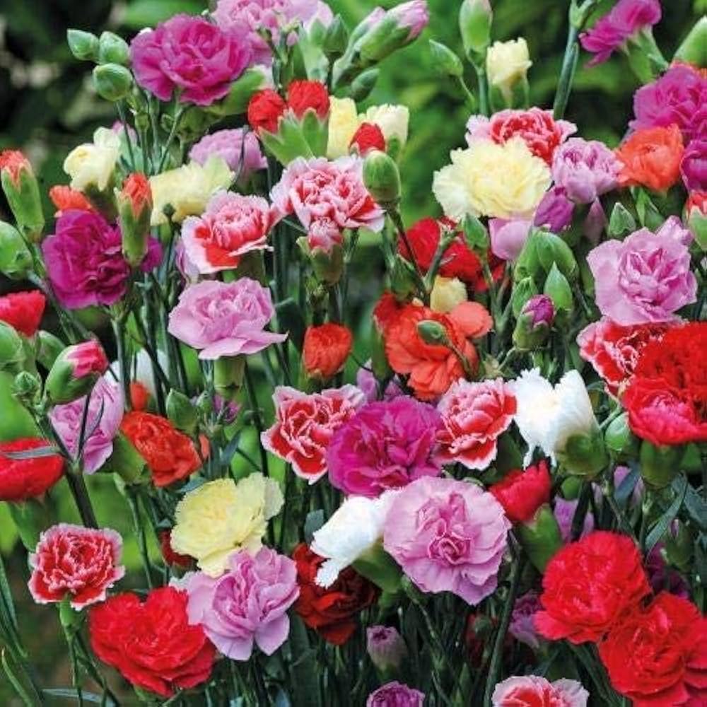 inkarnatklee french flower seeds