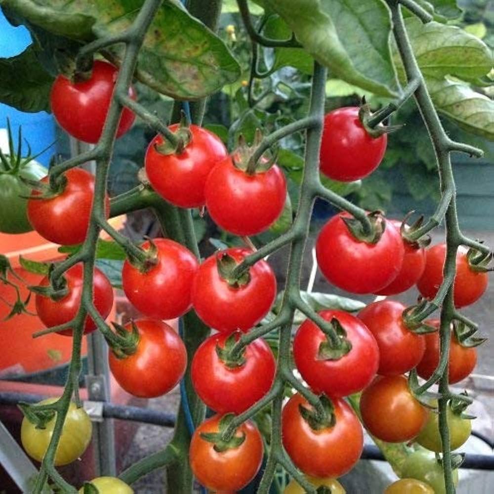 tomate kremenchugskiy flower seeds