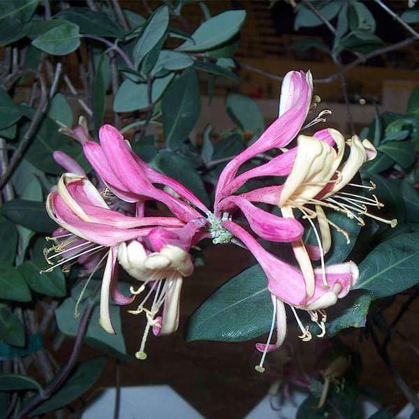 Honeysuckle Flower Seeds Pink – Heirloom, Non-GMO, High Germination Seeds