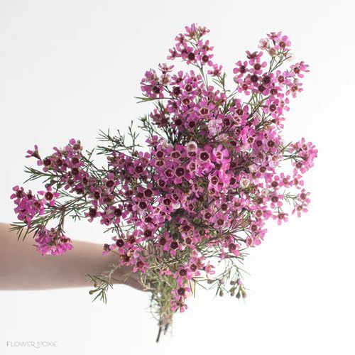 Pink Wax Flower Seeds – Heirloom Non-GMO High Germination Organic Garden Seeds for Planting