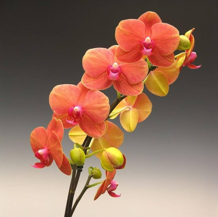 Orange Orchid Flower Seeds – Heirloom, Non-GMO, High Germination Seeds