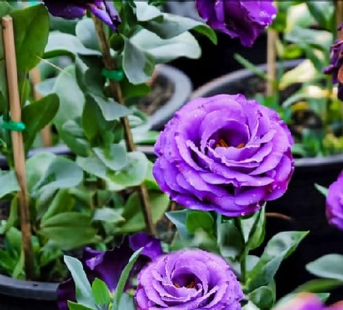 Violet Lisianthus Flower Seeds – Heirloom Non-GMO High Germination Organic Garden Seeds