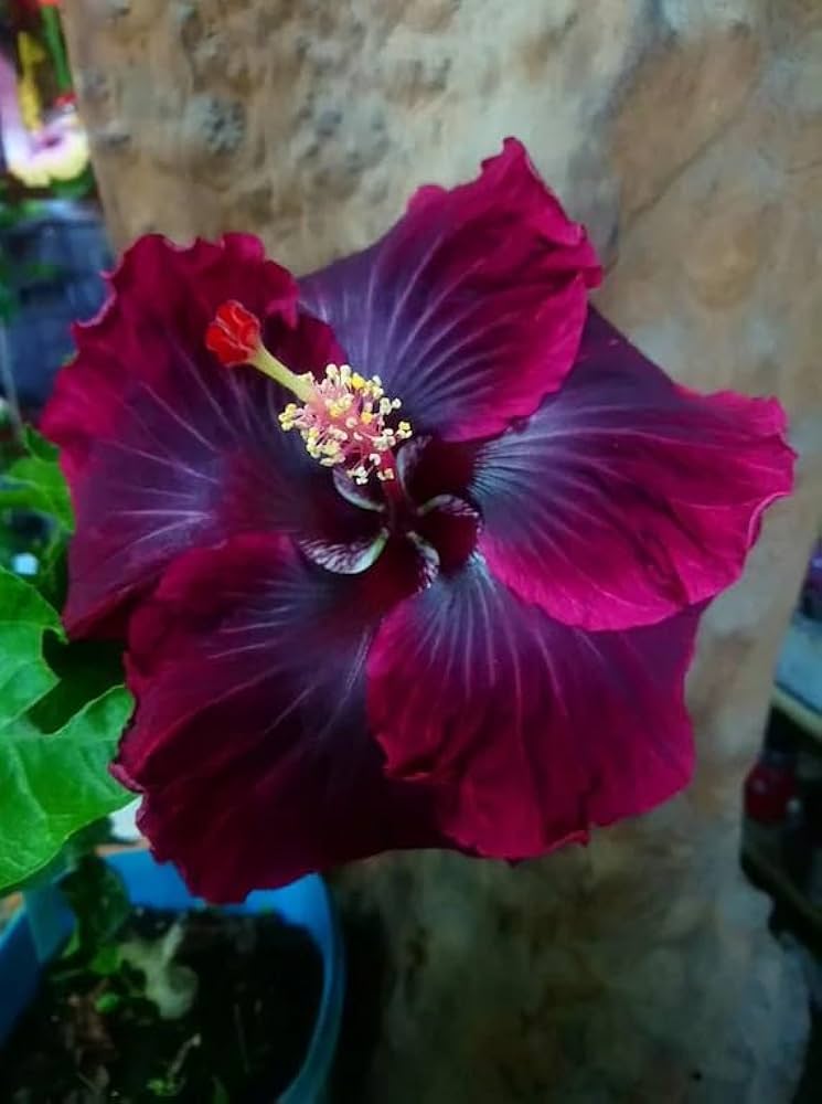 Dark Red Hibiscus Flower Seeds – Heirloom Non-GMO High Germination Seeds