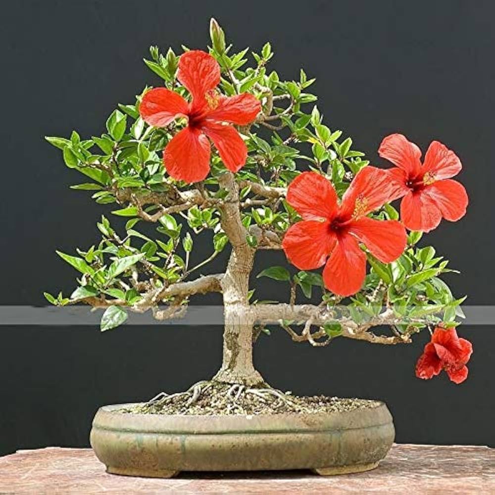 Red Giant Hibiscus Flower Seeds for Planting