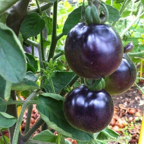 Tomato Purple Seeds – Heirloom, Non-GMO, High Germination Organic Garden Seeds Planting