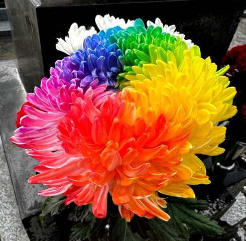 Mixed Chrysanthemum Flower – Heirloom, Non-GMO, High Germination Organic Garden Seeds for Planting