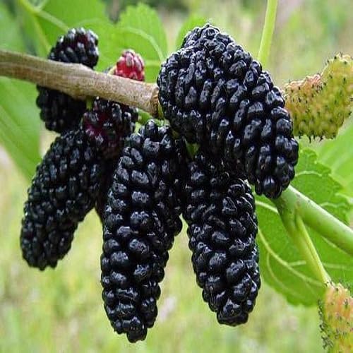 Black Mulberry Seeds for Planting – Heirloom Non-GMO High Germination Organic Garden Seeds