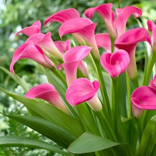 Pink Calla Lilly Flower Seeds – Heirloom, Non-GMO, High Germination Organic Garden Seeds for Planting