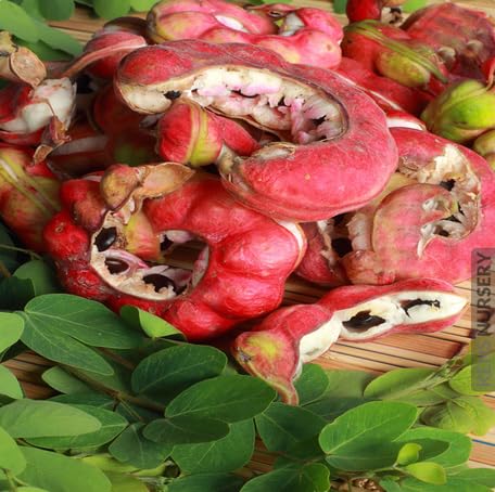 Red Pithecellobium Seeds – Heirloom, Non-GMO, High Germination Organic Garden Seeds