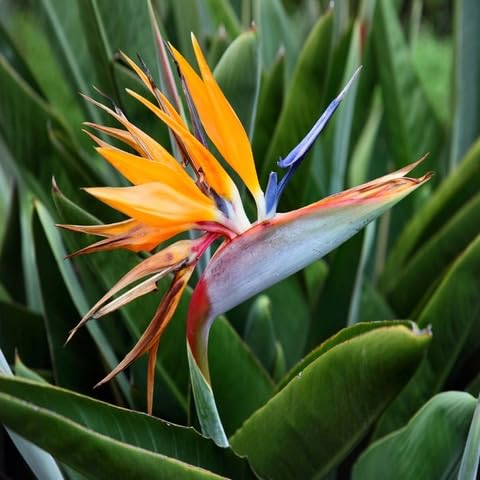 Strelitzia Reginae Flower Seeds – Heirloom, Non-GMO, High Germination Organic Garden Seeds