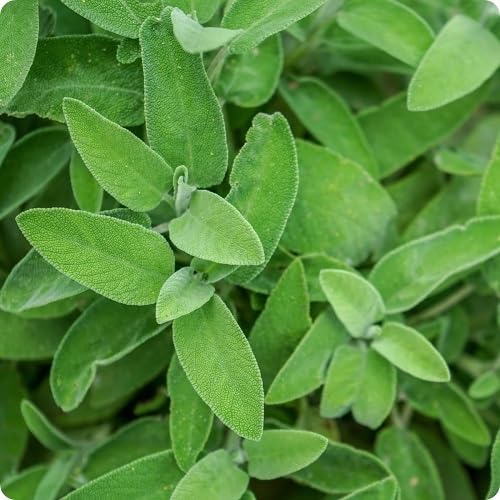 Green Sage Plant Seeds Heirloom Non-GMO High Germination Organic Garden Seeds for Planting