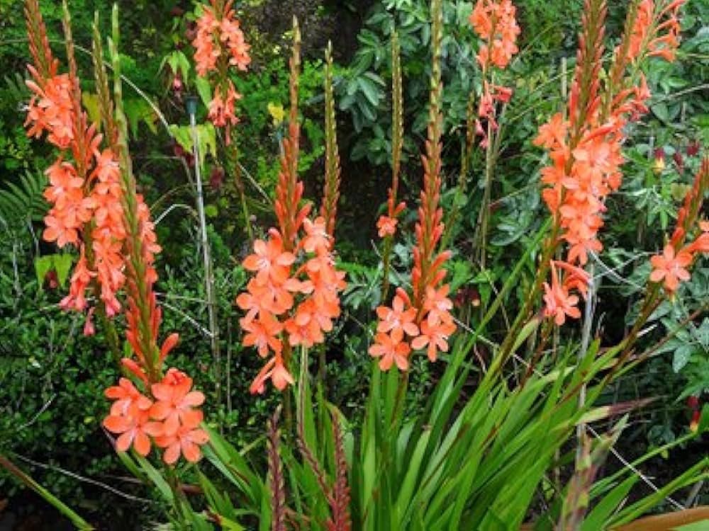 bugle lily flower seeds