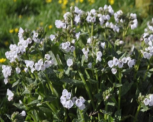 White Pulmonaria Flower Seeds Heirloom Non-GMO High Germination Organic Garden Seeds