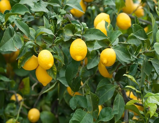 Green Lemon Tree Seeds – Heirloom, Non-GMO, High Germination Organic Garden Seeds
