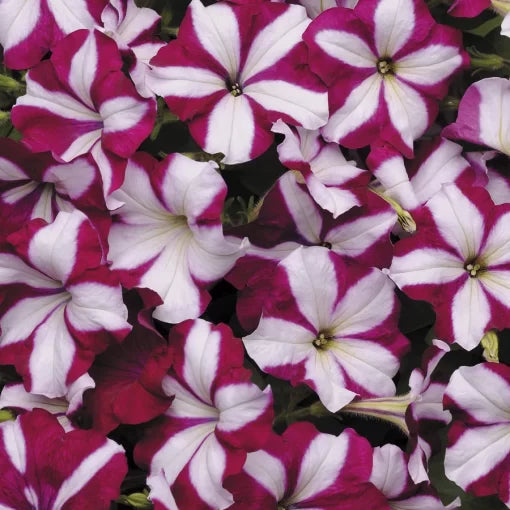 burgundy star flower seeds