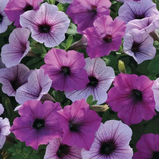 purple plum flower seeds