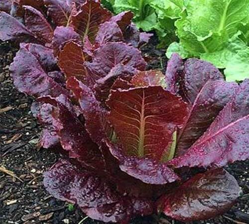 Lettuce Red Seeds – Heirloom, Non-GMO, High Germination Organic Garden Seeds Planting