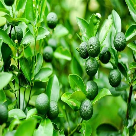 Calamansi Seeds – Heirloom, Non-GMO, High Germination Organic Garden Seeds