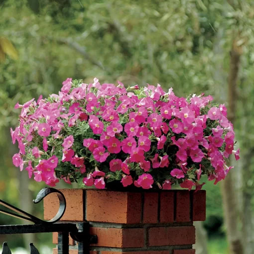 pink rose flower seeds