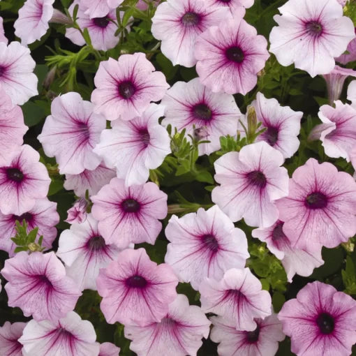 pink pink flower seeds