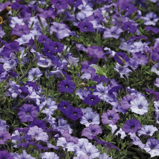 blue denim flower seeds