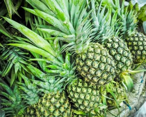 Green Pineapple Fruit Seeds – Heirloom, Non-GMO, High Germination Organic Garden Seeds