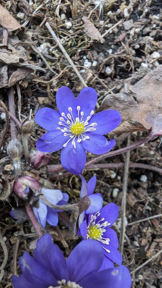 Hepatica Flower Seeds – Heirloom, Non-GMO, High Germination Organic Garden Seeds
