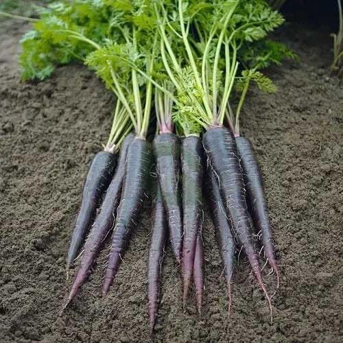 carrot heirloom non-gmo seeds