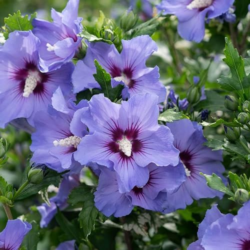 Lilac Hibiscus Syriacus Flower Seeds – Heirloom, Non-GMO, High Germination Seeds
