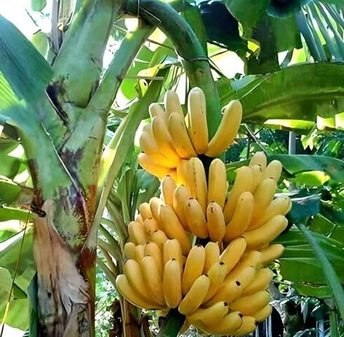 Yellow Banana Seeds – Heirloom, Non-GMO, High Germination Organic Garden Seeds