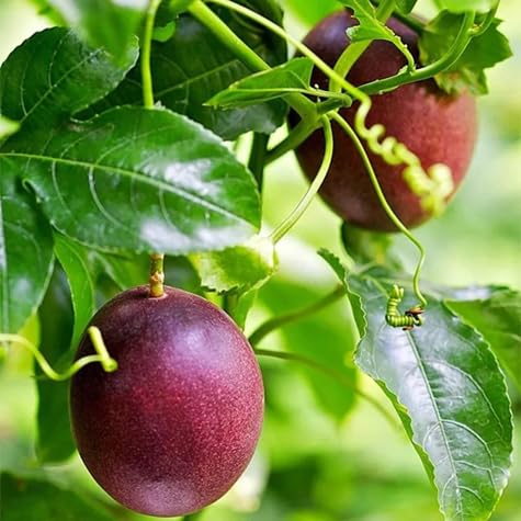 Passion Seeds Heirloom Non-GMO High Germination Organic Garden Seeds for Planting