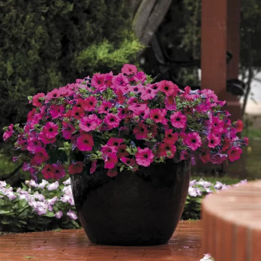 purple purple flower seeds