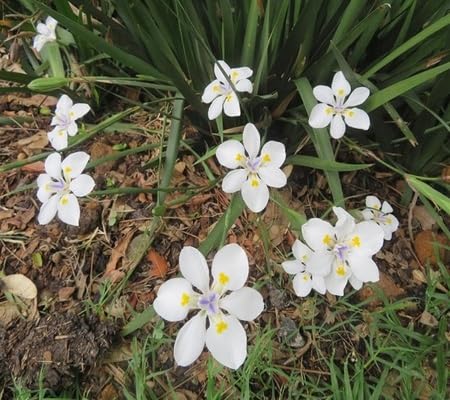 White Pincushion Flower Seeds – Heirloom Non-GMO High Germination Organic Garden Seeds