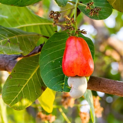 Cashew Seeds – Heirloom, Non-GMO, High Germination Organic Garden Seeds