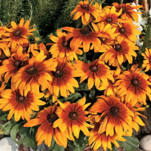 cappuccino rudbeckia flower seeds