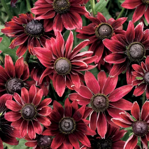 red black flower seeds