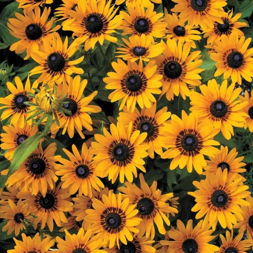 yellow black flower seeds