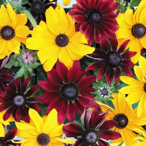 red ruby flower seeds